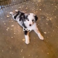Australian Shepherd Puppies for sale in Chillicothe, OH 45601, USA. price: NA