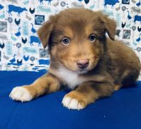 Australian Shepherd Puppies for sale in Indianapolis, IN, USA. price: NA