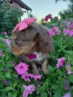 Australian Shepherd Puppies for sale in Coldwater, MI 49036, USA. price: NA
