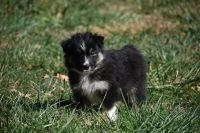 Australian Shepherd Puppies for sale in 17930 W 42nd St, Kenesaw, NE 68956, USA. price: NA