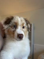 Australian Shepherd Puppies for sale in Benicia, CA 94510, USA. price: NA