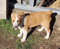 Australian Shepherd Puppies for sale in Molalla, OR 97038, USA. price: NA