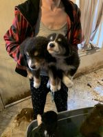 Australian Shepherd Puppies for sale in Columbus, OH, USA. price: NA
