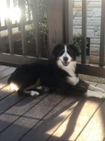 Australian Shepherd Puppies for sale in Monticello, KY 42633, USA. price: NA