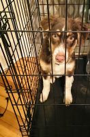 Australian Shepherd Puppies for sale in Schenectady, NY, USA. price: NA