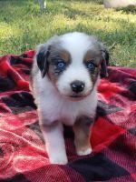 Australian Shepherd Puppies for sale in Plano, TX, USA. price: NA