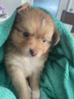 Australian Shepherd Puppies for sale in Fayetteville, NC, USA. price: NA