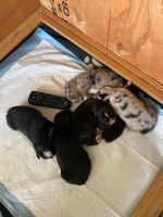 Australian Shepherd Puppies for sale in Sweet Home, OR, USA. price: NA
