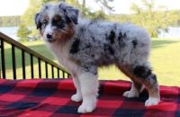 Australian Shepherd Puppies for sale in Albany, NY, USA. price: NA
