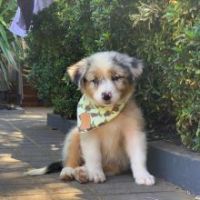 Australian Shepherd Puppies for sale in Los Angeles, CA, USA. price: NA