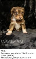 Australian Shepherd Puppies for sale in Fairview, MO 64842, USA. price: NA
