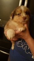 Australian Shepherd Puppies for sale in La Vernia, TX 78121, USA. price: NA