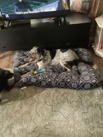 Australian Shepherd Puppies for sale in Anderson, CA 96007, USA. price: NA