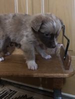 Australian Shepherd Puppies for sale in Bloomfield, IA 52537, USA. price: NA