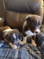 Australian Shepherd Puppies for sale in Denver, CO, USA. price: NA
