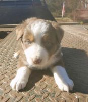 Australian Shepherd Puppies for sale in Atlanta, GA, USA. price: NA