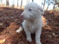 Australian Shepherd Puppies for sale in Lillington, NC 27546, USA. price: NA