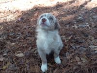 Australian Shepherd Puppies for sale in Lillington, NC 27546, USA. price: NA