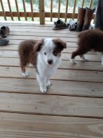 Australian Shepherd Puppies for sale in Kerrville, TX 78028, USA. price: NA