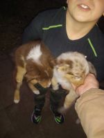 Australian Shepherd Puppies for sale in Miami, OK 74354, USA. price: NA