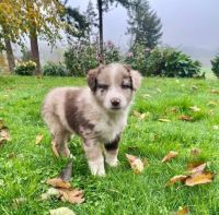 Australian Shepherd Puppies for sale in Salem, OR 97317, USA. price: NA