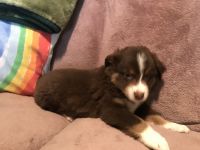 Australian Shepherd Puppies for sale in Camp Point, IL 62320, USA. price: NA