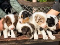 Australian Shepherd Puppies for sale in Buckeye, AZ, USA. price: NA