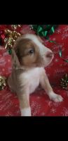 Australian Shepherd Puppies for sale in Clewiston, FL 33440, USA. price: NA