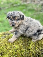 Australian Shepherd Puppies for sale in Grand Ronde, OR 97347, USA. price: NA