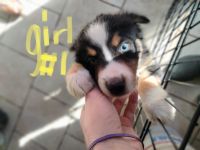 Australian Shepherd Puppies for sale in Knoxville, TN, USA. price: NA