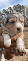 Australian Shepherd Puppies for sale in Chapin, SC 29036, USA. price: NA