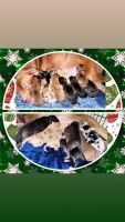 Australian Shepherd Puppies for sale in Orange Park, FL 32073, USA. price: NA