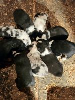 Australian Shepherd Puppies for sale in Oelwein, IA 50662, USA. price: NA