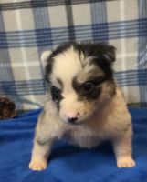 Australian Shepherd Puppies for sale in North Versailles, PA 15137, USA. price: NA