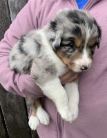 Australian Shepherd Puppies for sale in Hustonville, KY, USA. price: NA