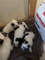 Australian Shepherd Puppies for sale in 3268 Henson Rd, Red Boiling Springs, TN 37150, USA. price: NA