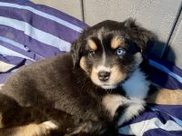 Australian Shepherd Puppies for sale in OR-228, Sweet Home, OR, USA. price: NA
