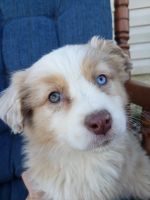 Australian Shepherd Puppies for sale in Baltimore, MD 21229, USA. price: NA