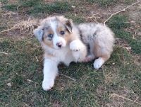 Australian Shepherd Puppies for sale in 191 Foothill Ave, Hollis, NY 11423, USA. price: NA