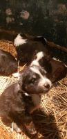 Australian Shepherd Puppies Photos