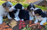 Australian Shepherd Puppies for sale in Los Angeles, CA, USA. price: NA