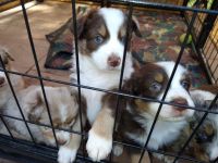 Australian Shepherd Puppies for sale in Apache Junction, AZ, USA. price: NA
