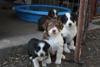Australian Shepherd Puppies for sale in Uvalde, TX 78801, USA. price: NA