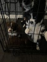 Australian Shepherd Puppies for sale in Lancaster, CA, USA. price: NA