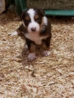 Australian Shepherd Puppies for sale in Monticello, GA 31064, USA. price: NA