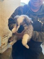 Australian Shepherd Puppies for sale in Cave City, KY 42127, USA. price: NA