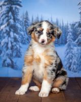 Australian Shepherd Puppies for sale in Burlington, MI 49029, USA. price: NA
