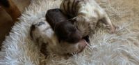 Australian Shepherd Puppies for sale in Sparta, TN 38583, USA. price: NA