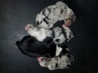 Australian Shepherd Puppies for sale in Guthrie, OK, USA. price: NA