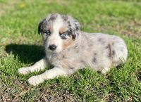 Australian Shepherd Puppies for sale in Avondale, AZ 85392, USA. price: NA